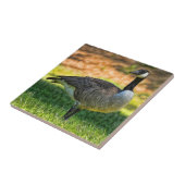 KANADA GAAT OP DE GRAS TEGELTJE (Zijkant)