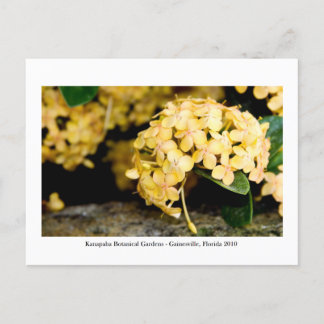 Kanapaha Gardens - Gainesville 006 Briefkaart
