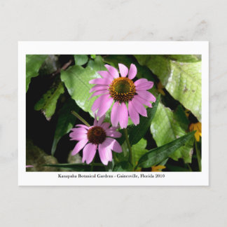 Kanapaha Gardens - Gainesville 008 Briefkaart