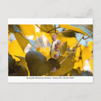 Kanapaha Gardens - Gainesville 015 Briefkaart