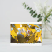 Kanapaha Gardens - Gainesville 015 Briefkaart (Staand voorkant)