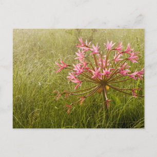 Kandelaar Bloem (Brunsvigia Radulosa) Briefkaart