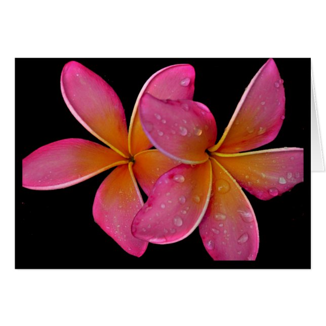 Kaneohe Sunburst Plumeria (Voorkant Horizontaal)