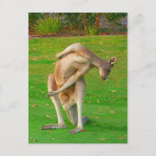 kanga stretch briefkaart