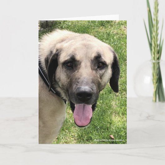Kangal Dog-Wenskaart Kaart (Voorkant)
