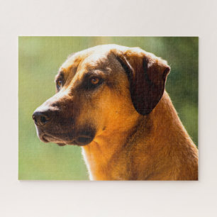 Kangal hond. legpuzzel