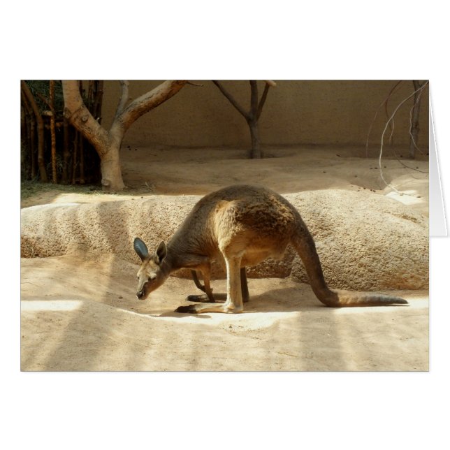 Kangaroo (Devant horizontal)