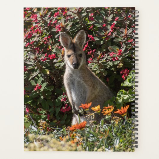 Kangaroo (Dos)