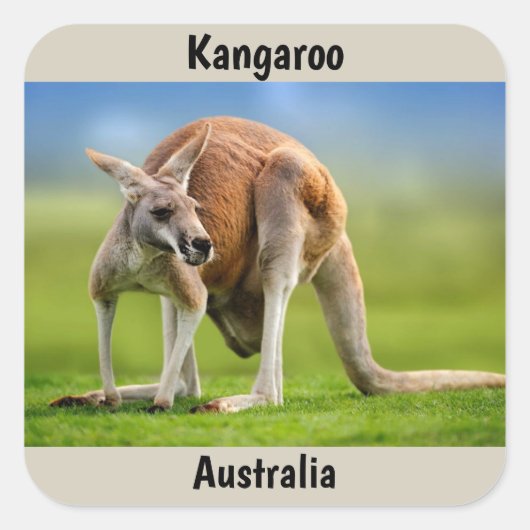 Kangaroo achtergrond vierkante sticker (Voorkant)