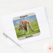 Kangaroo achtergrond vierkante sticker (Envelop)