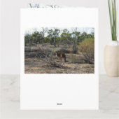 Kangaroo Au Billabong, Carte Jumbo Anniversaire, (Dos)