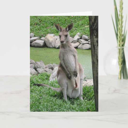 Kangaroo - Australia Beckons Kaart (Voorkant)