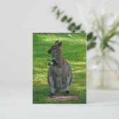 Kangaroo avec carte postale feuille de chênes (Debout devant)