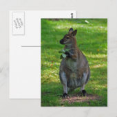 Kangaroo avec carte postale feuille de chênes (Devant / Derrière)