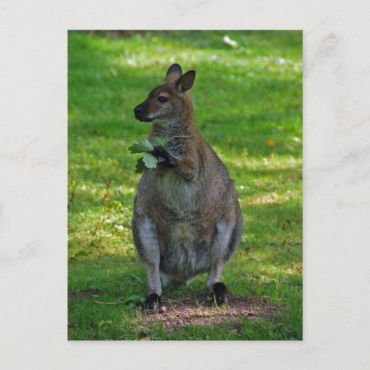 Kangaroo avec carte postale feuille de chênes (Devant)