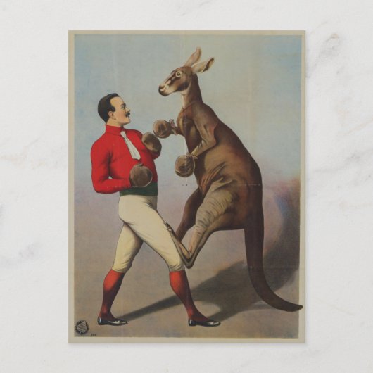 Kangaroo boxing sideshow briefkaart (Voorkant)
