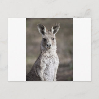 Kangaroo Briefkaart