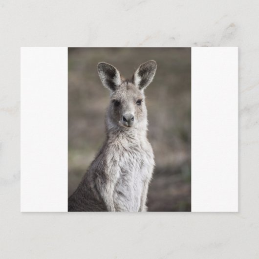 Kangaroo Briefkaart (Voorkant)