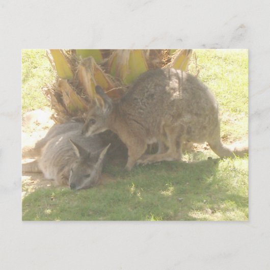 Kangaroo Briefkaart (Voorkant)