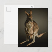 Kangaroo Briefkaart (Voorkant / Achterkant)