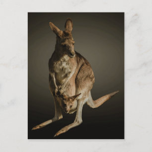 Kangaroo Briefkaart