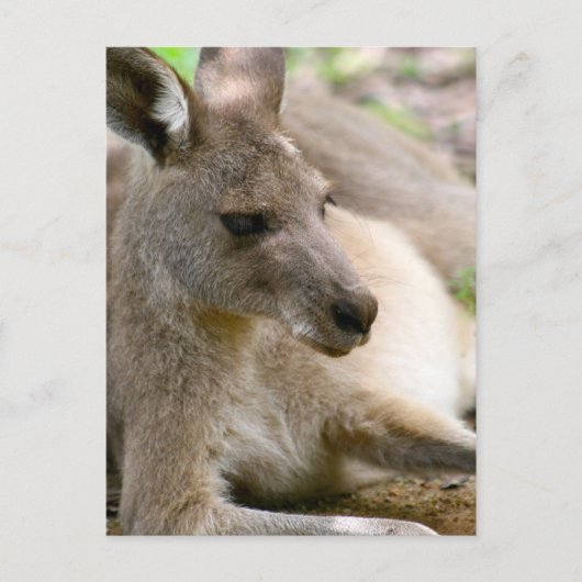 Kangaroo Briefkaart (Voorkant)