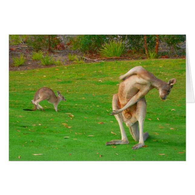kangaroo en joey (Voorkant Horizontaal)