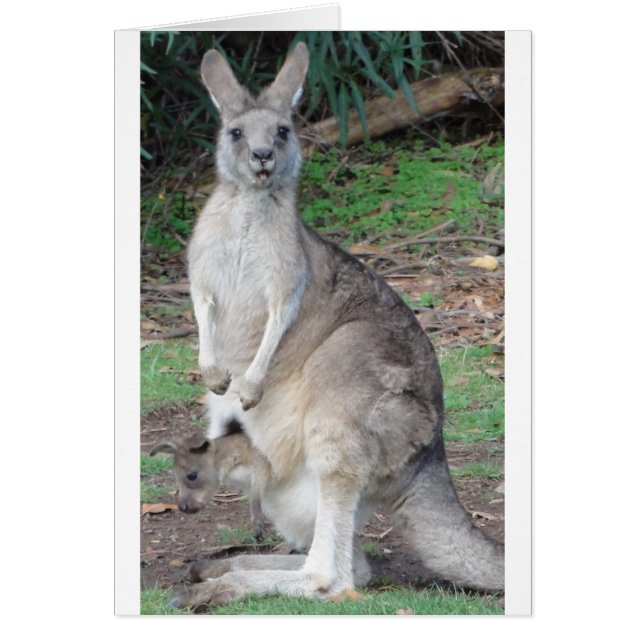 Kangaroo en Joey (Voorkant)