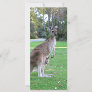 Kangaroo en Joey