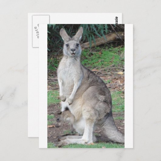 Kangaroo en Joey Briefkaart (Voorkant / Achterkant)
