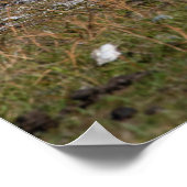 Kangaroo en Joey Poster (Hoek)