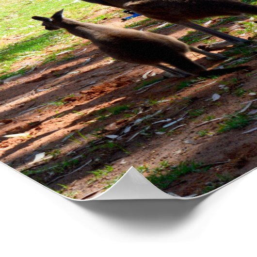 Kangaroo Et Son Joey, Poster (Coin)