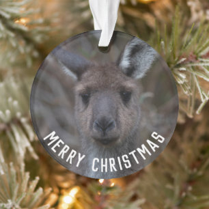 Kangaroo Face Australie Joyeux Noël