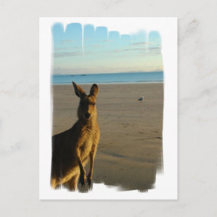 Kangaroo Foto Briefkaart
