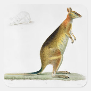 Kangaroo, gegraveerd door Coutant Vierkante Sticker