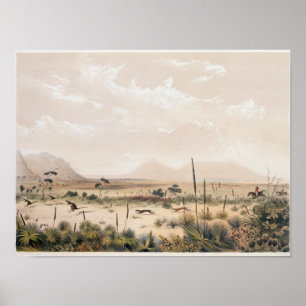 Kangaroo Hunt Poster
