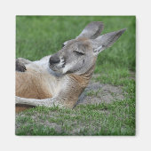 Kangaroo Magneet (Voorkant)