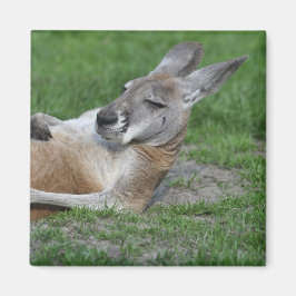 Kangaroo Magneet