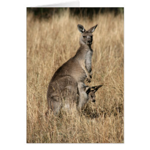 Kangaroo met Baby Joey in Pouch