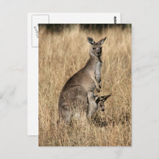 Kangaroo met Baby Joey in Pouch Briefkaart (Voorkant / Achterkant)