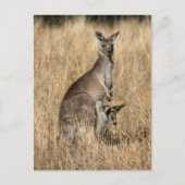 Kangaroo met Baby Joey in Pouch Briefkaart (Voorkant)