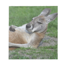 Kangaroo
