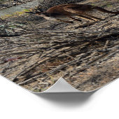 Kangaroo Pendant Ce Temps Sur Le Billabong, Poster (Coin)