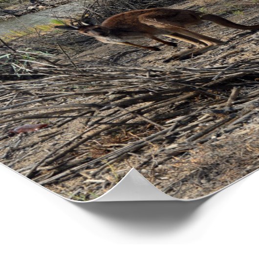 Kangaroo Pendant Ce Temps Sur Le Billabong, Poster (Coin)