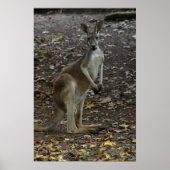 Kangaroo Poster (Voorkant)