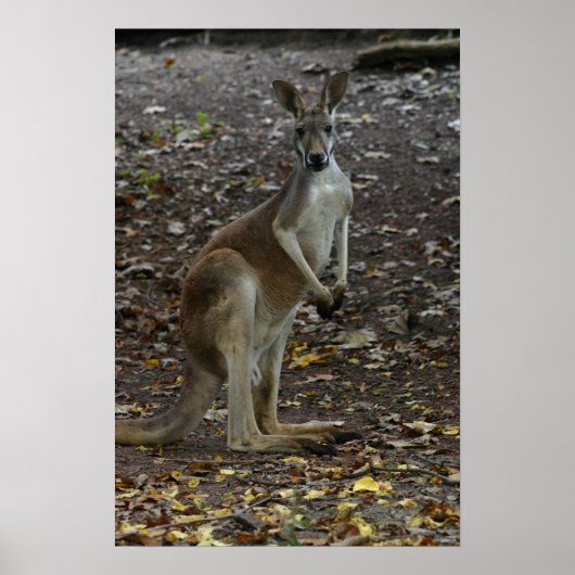 Kangaroo Poster (Voorkant)