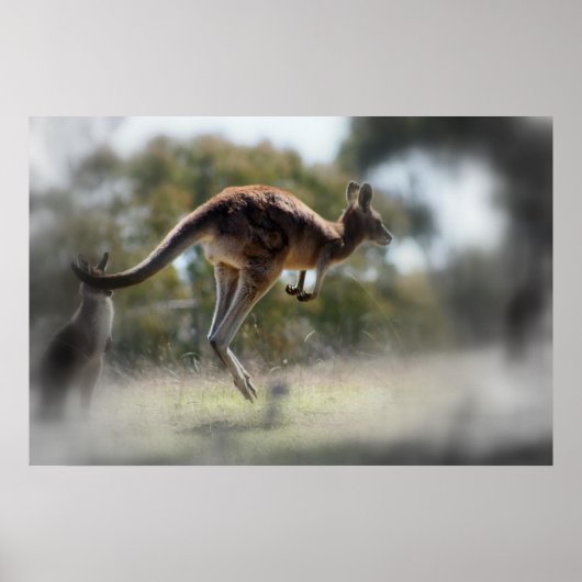 Kangaroo Poster (Voorkant)