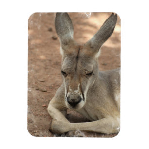 Kangaroo Premium Magnet Magneet