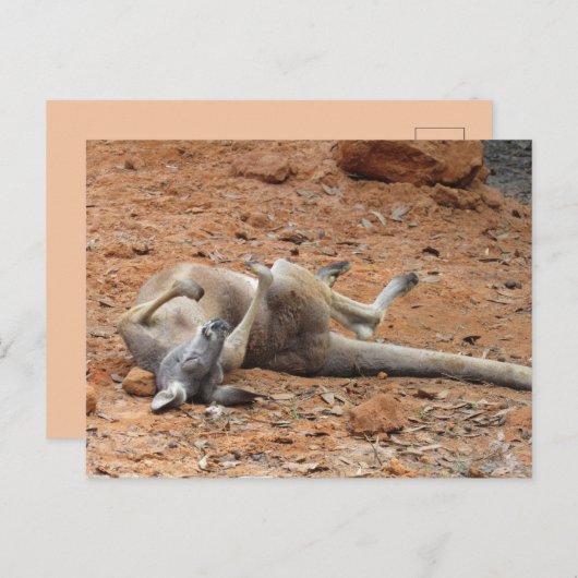 Kangaroo Rolling / Jouer dans la carte postale (Devant / Derrière)
