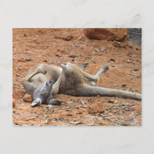 Kangaroo Rolling/Spelen in het vuile Briefkaart